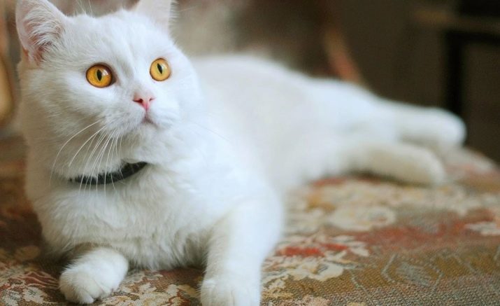 Породы пушистых белых кошек с фотографиями и названиями