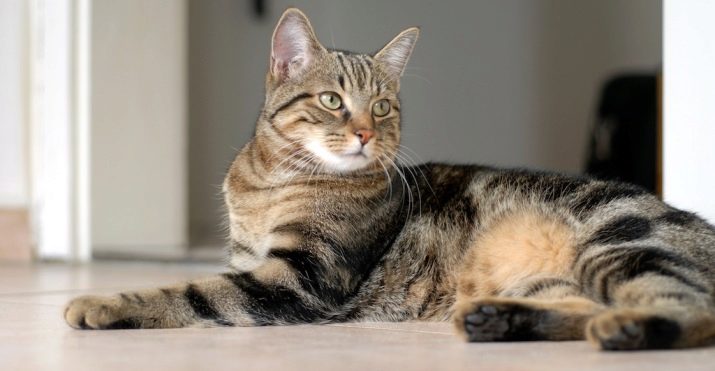 Бразильская короткошерстная кошка фото описание породы