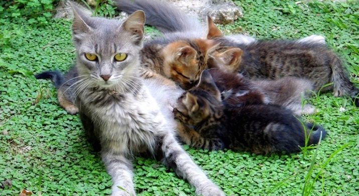 Породы кошек в бразилии