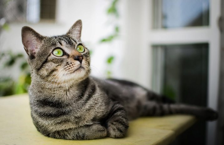 Бразильская короткошерстная кошка фото описание породы