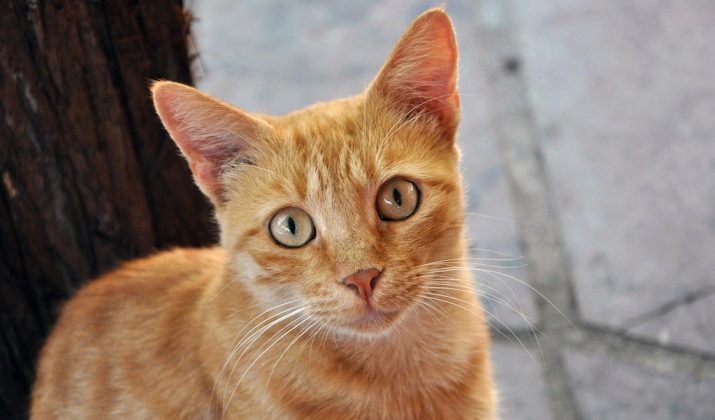 Бразильская кошка описание породы