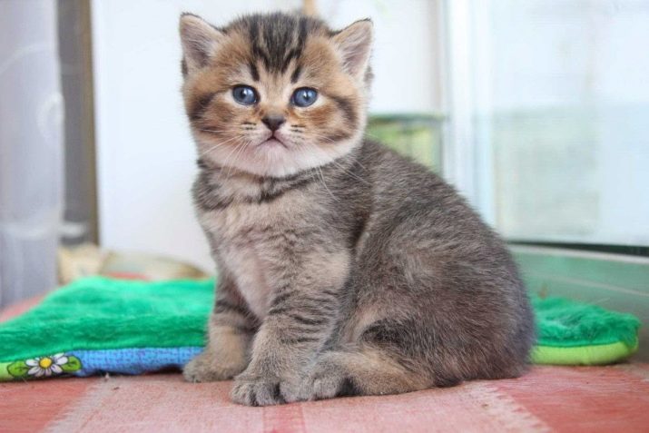 Британская порода кошек табби фото