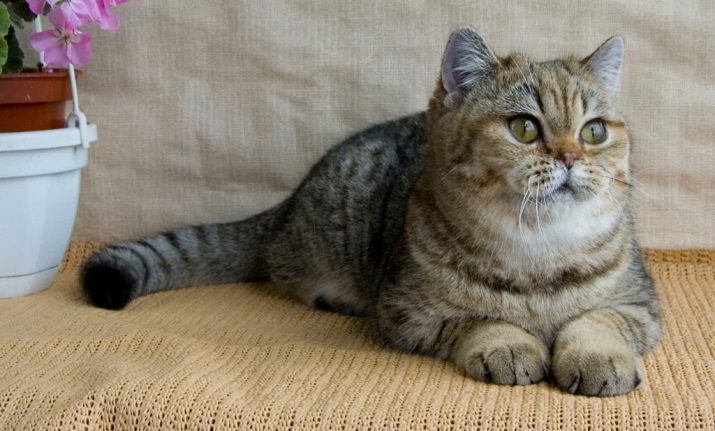 Кошки британской породы окраса табби