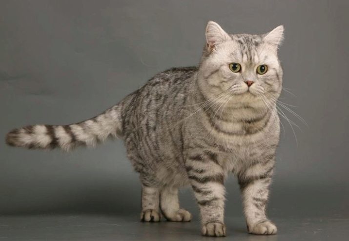 Британская порода кошек тэбби