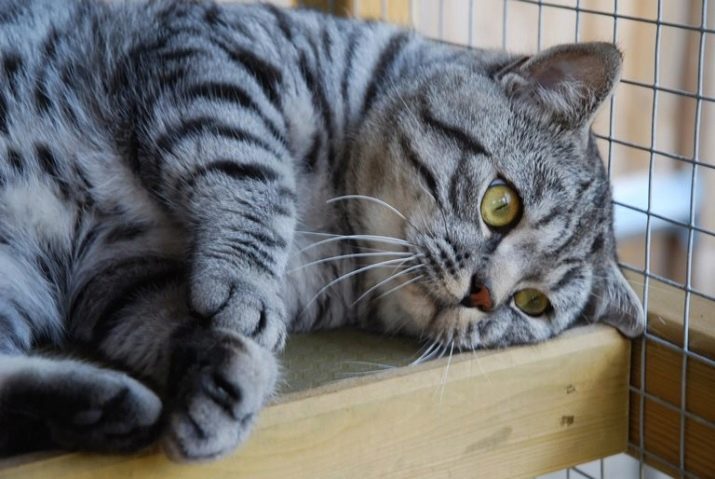 Порода кошек британская окрас табби фото