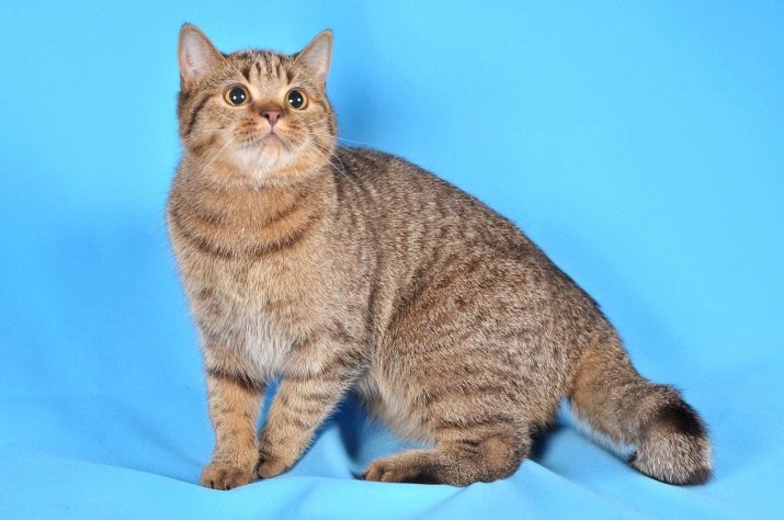 Британская порода табби кошки фото