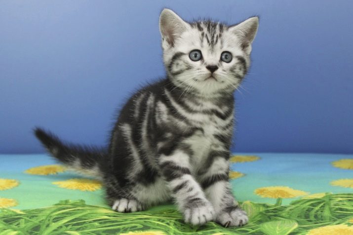 Порода кошек короткошерстная британская кошка окрас табби