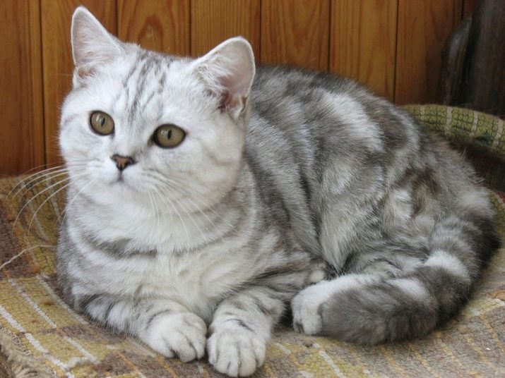 Окрасы кошек табби британской породы