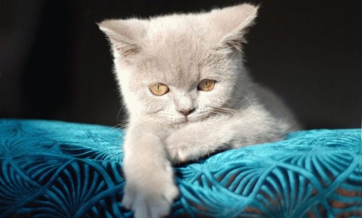 Британская лиловая кошка описание породы