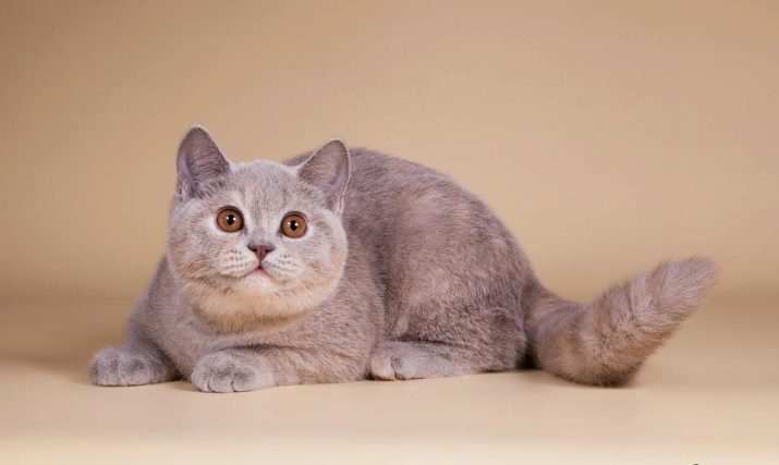 Британская порода кошек лилового окраса