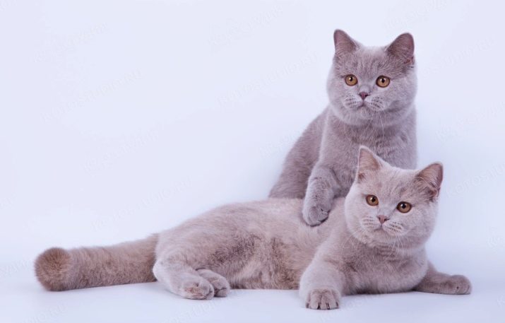 Кошки британской породы фото лиловый