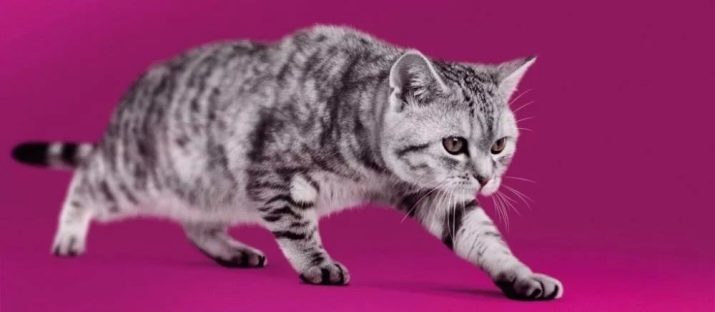 Кошки породы британец полосатый фото