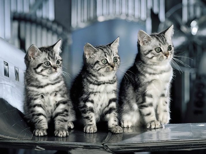Британская полосатая порода кошек фото