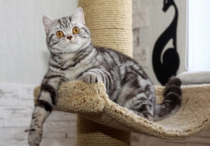 Британская полосатая короткошерстная кошка описание породы