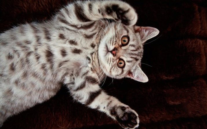 Кошки породы британец полосатый фото
