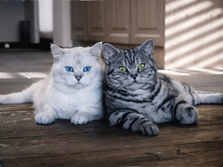 Порода полосатых кошек британской породы