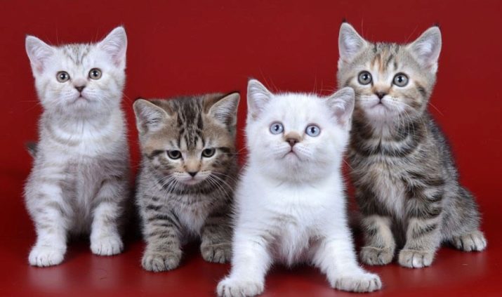 Полосатые кошки британской породы фото thumbnail