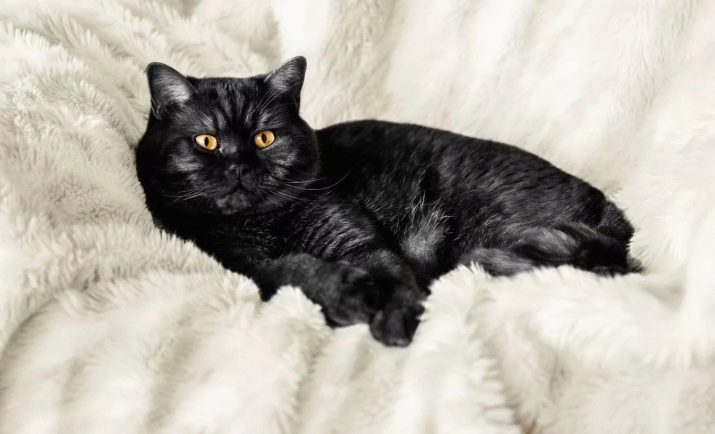 Полосатые кошки британской породы фото
