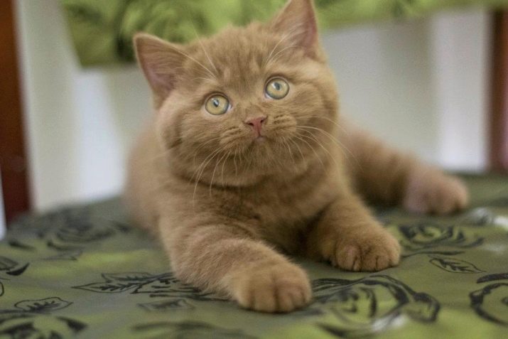 Британская полосатая короткошерстная кошка описание породы