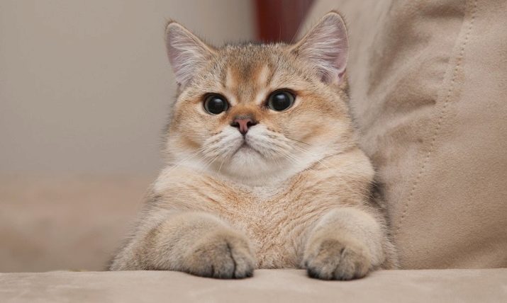 Порода золотая кошка фото