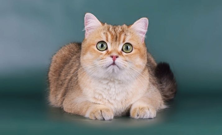 Порода кошек британец золотой