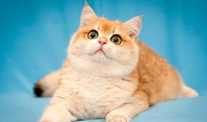 Порода кошек золотой британец фото