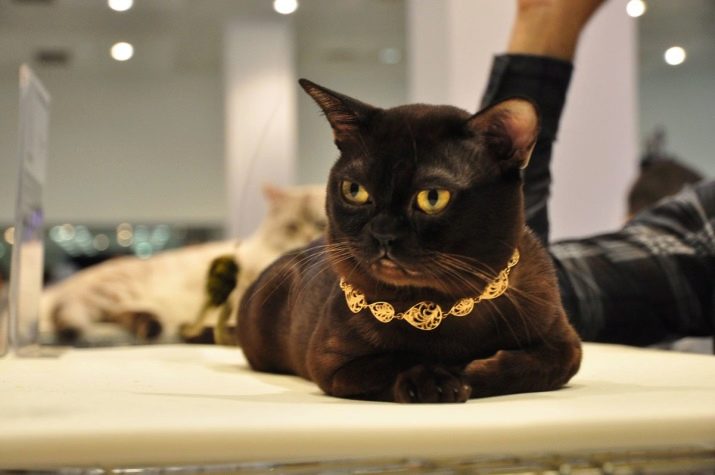 Какой характер у бурманской кошки