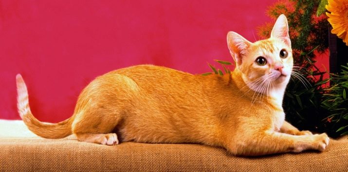 Цейлонская кошка порода кошек