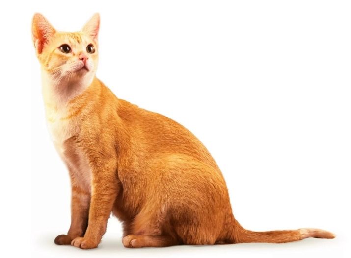 Цейлонская порода кошек описание