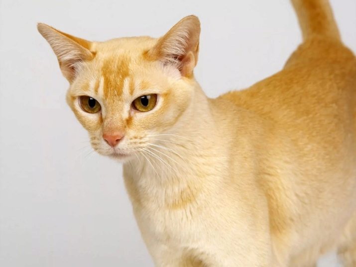 Описание пород кошек цейлонская