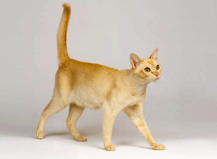 Кошка цейлонской породы фото