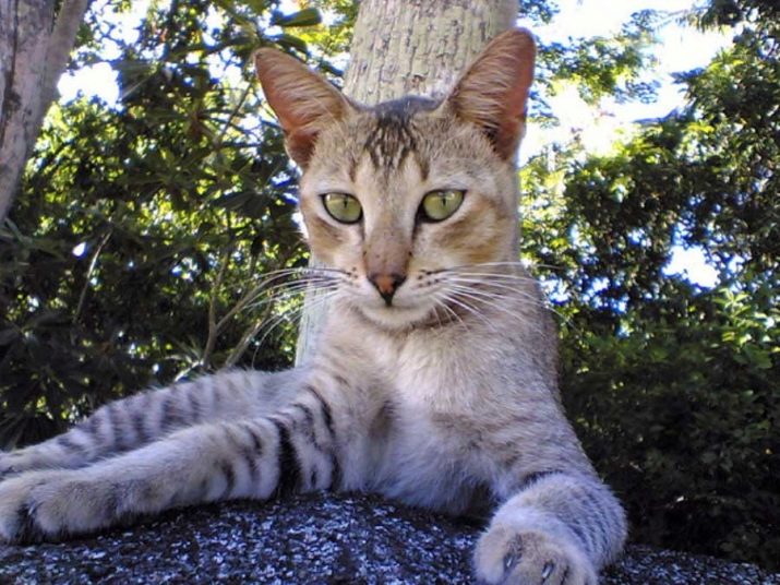Цейлонская кошка порода кошек