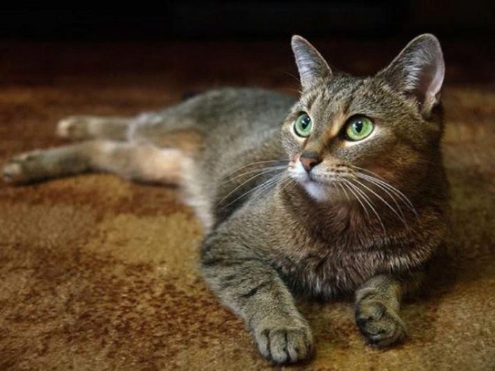 Цейлонская кошка описание породы