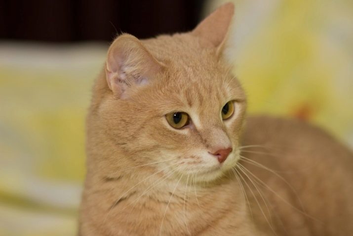 Описание породы кошки цейлонская кошка thumbnail