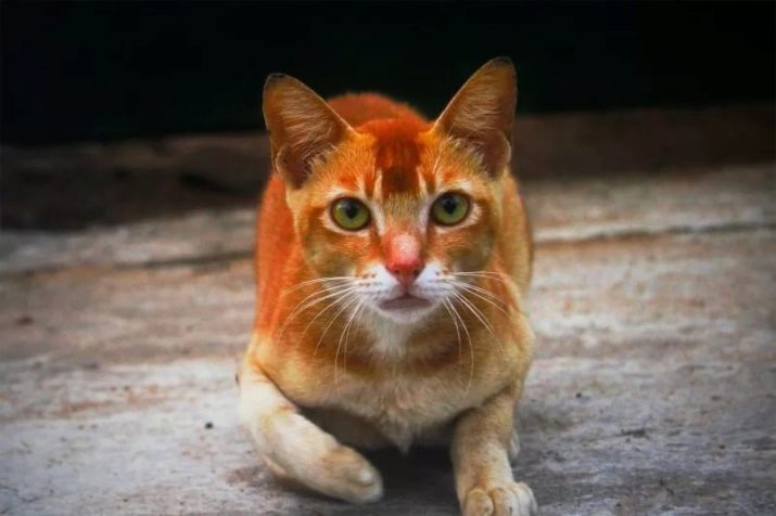 Цейлонская порода кошек описание thumbnail