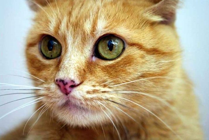 Описание породы кошки цейлонская кошка