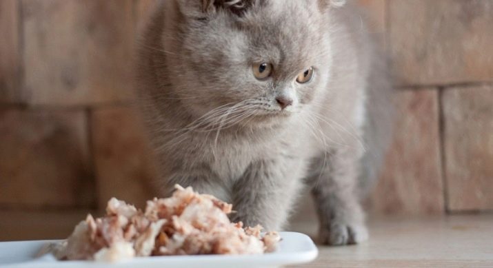Правильное питание для кошек британской породы