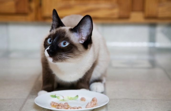 сиамская кошка чем кормить
