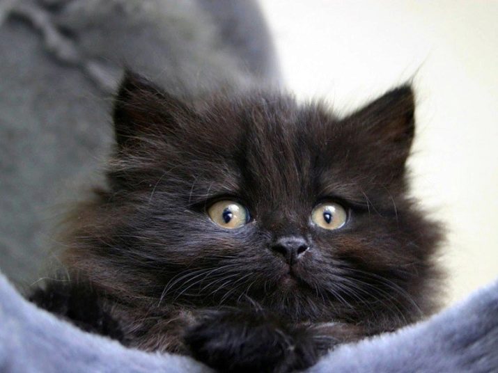 Кошки сибирской породы фото черные
