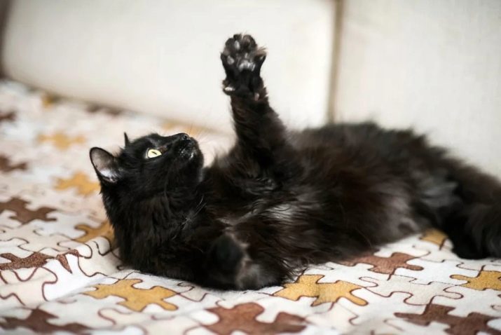 Породы кошек сибирский черный кот