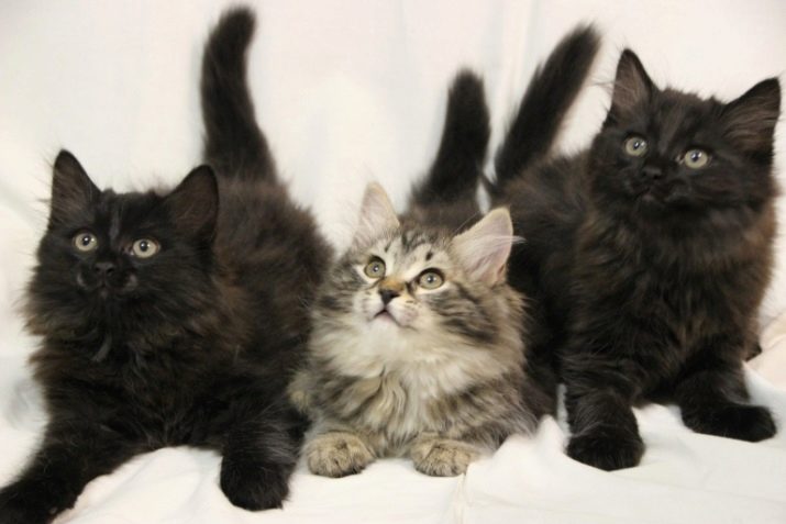 Кошки сибирской породы черные
