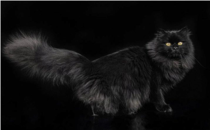 Сибирская порода кошки черного окраса