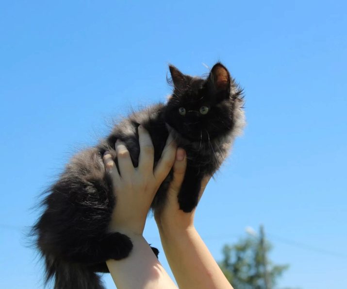 Сибирская порода кошек черно белая