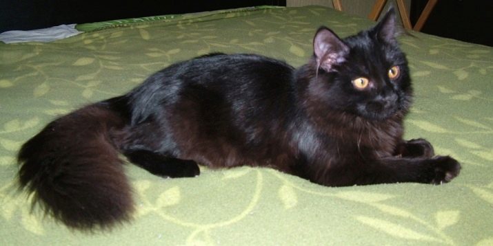 Сибирская порода кошки черного окраса