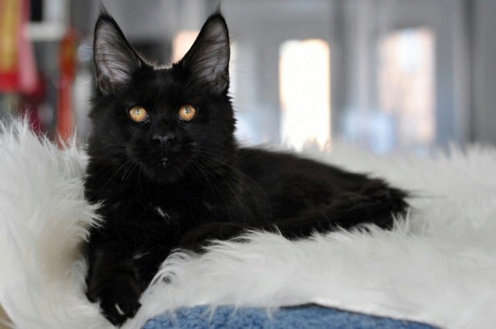 Порода кошки мэйкун черный