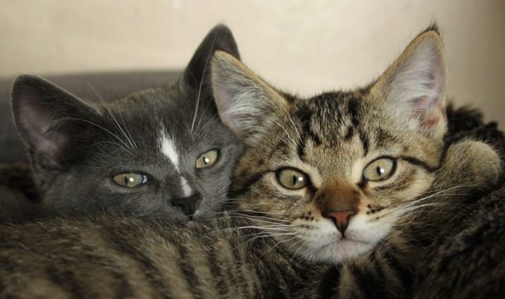 Европейская короткошерстная кошки породы фото и названия thumbnail