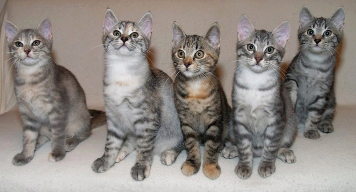 Европейская порода кошек расцветки
