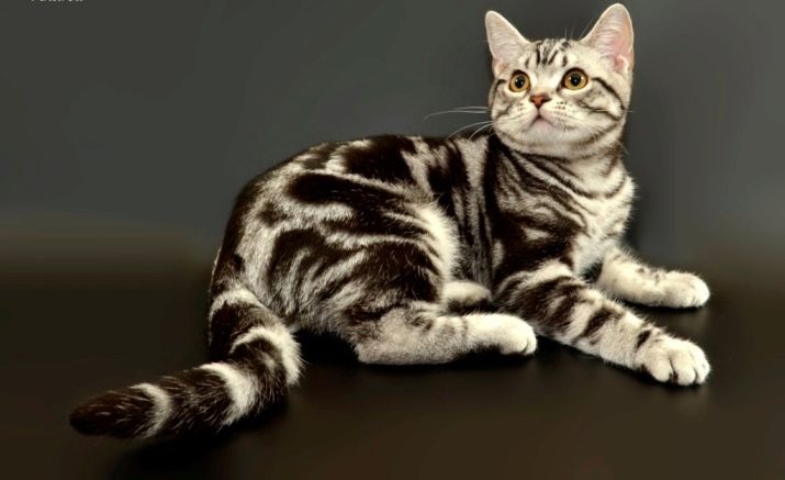 Европеец порода кошек фото