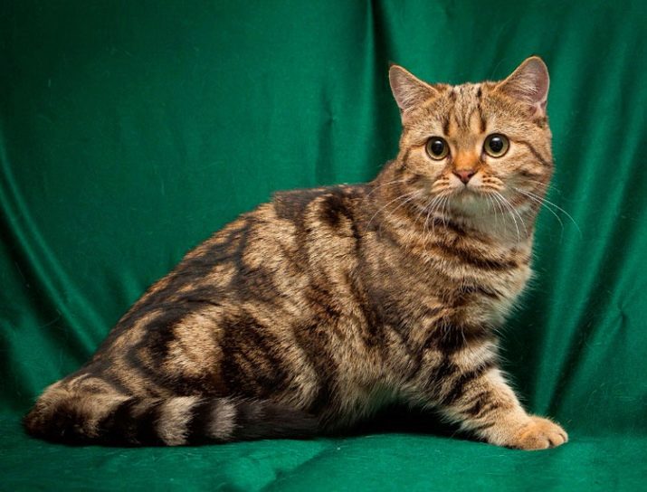 Европейская порода кошек с фотографиями