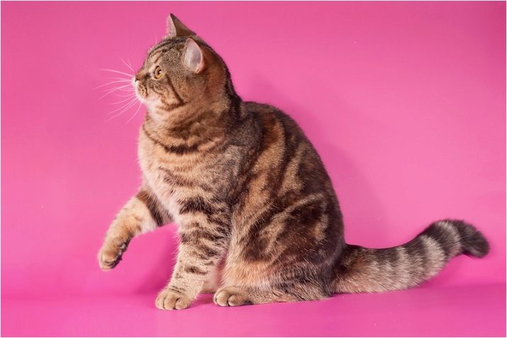 Европейская порода кошек с фотографиями